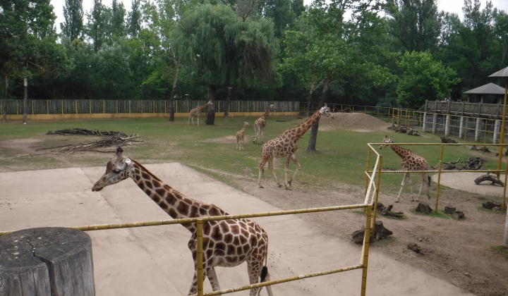 Gyermeknap 2018 a nyíregyházi állatkertben - Deň detí 2018 v ZOO
