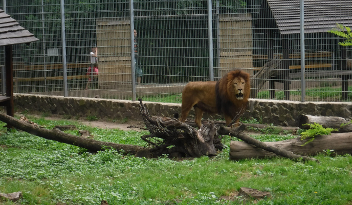 Gyermeknap 2018 a nyíregyházi állatkertben - Deň detí 2018 v ZOO