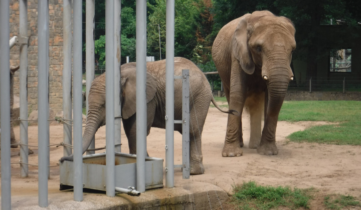 Gyermeknap 2018 a nyíregyházi állatkertben - Deň detí 2018 v ZOO