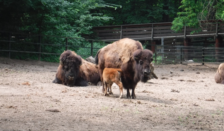 Gyermeknap 2018 a nyíregyházi állatkertben - Deň detí 2018 v ZOO
