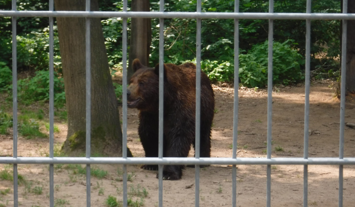 Gyermeknap 2018 a nyíregyházi állatkertben - Deň detí 2018 v ZOO