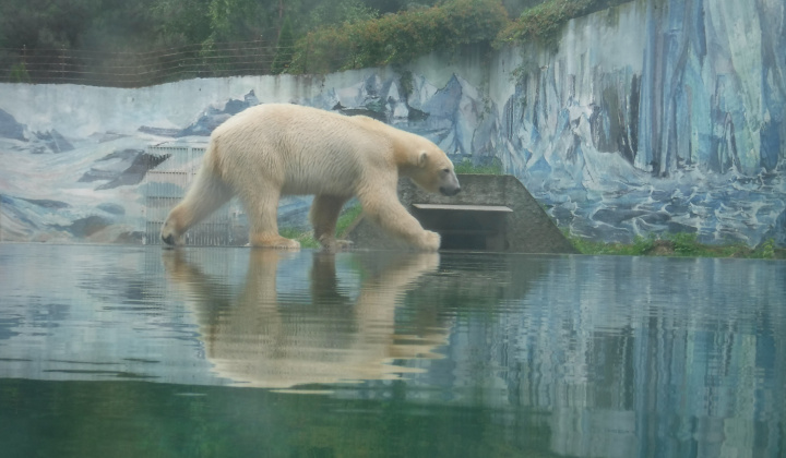 Gyermeknap 2018 a nyíregyházi állatkertben - Deň detí 2018 v ZOO